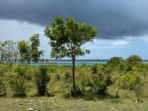 Prime 10-Acre Beachfront Plot for Sale in Diani Beach
Location: Near Bahari Dhow Resort, Aqua Resort, Golden Resort, and Diani Palm Resort.
Asking Price: KSh 65 Million per acre